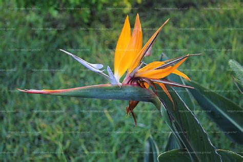 天堂鳥 花|天堂鳥